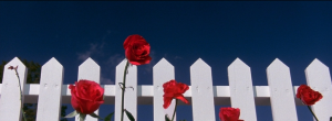 blue velvet, la recensione