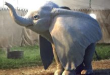 Prima immagine live-action Dumbo