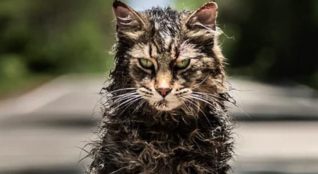 pet sematary remake