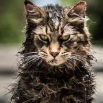 pet-sematary-remake