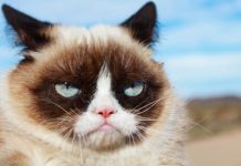 Grumpy Cat