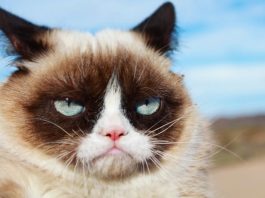 Grumpy Cat