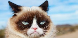 Grumpy Cat