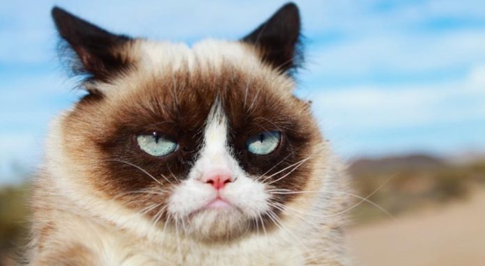 Grumpy Cat