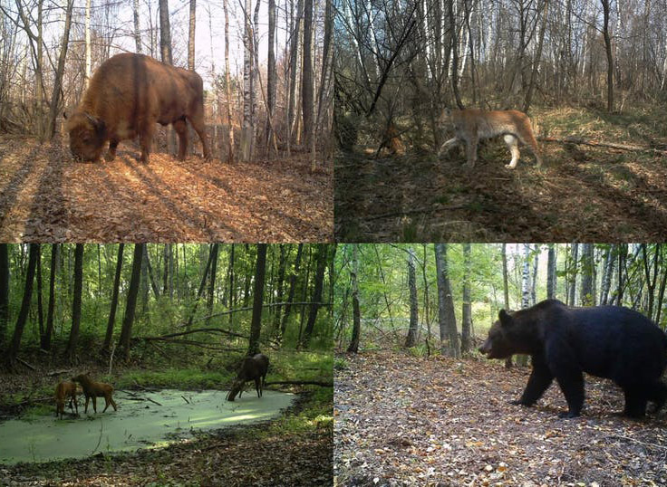 Animali selvatici a Chernobyl oggi