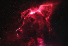 space dogs