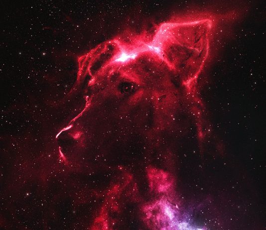 space dogs