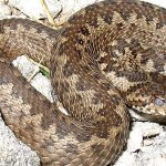 Serpente
