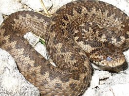 serpente