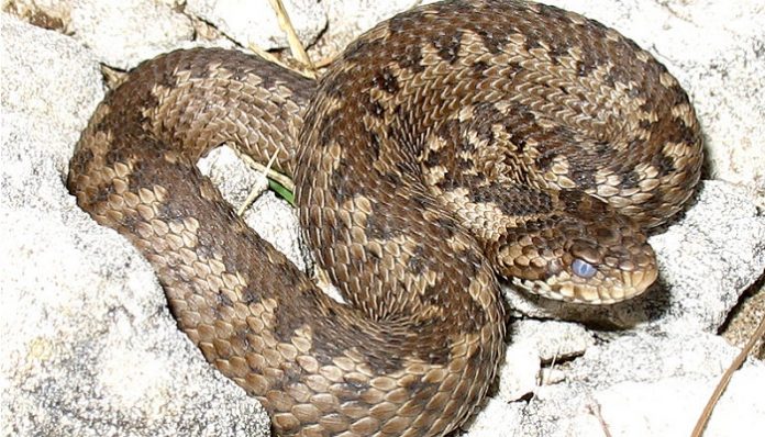 serpente