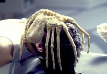 alien facehugger