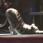 cat in cgi