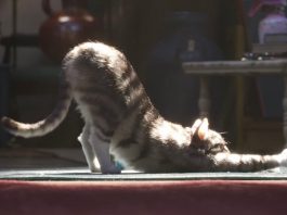 cgi, il gatto di toy story 4