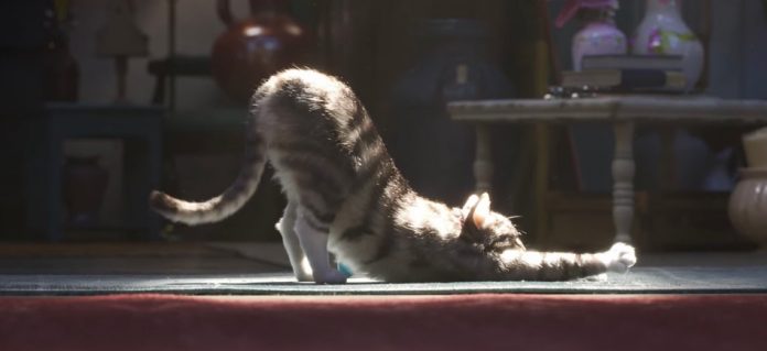 cgi, il gatto di toy story 4