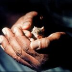 mr-jingles-il-miglio-verde