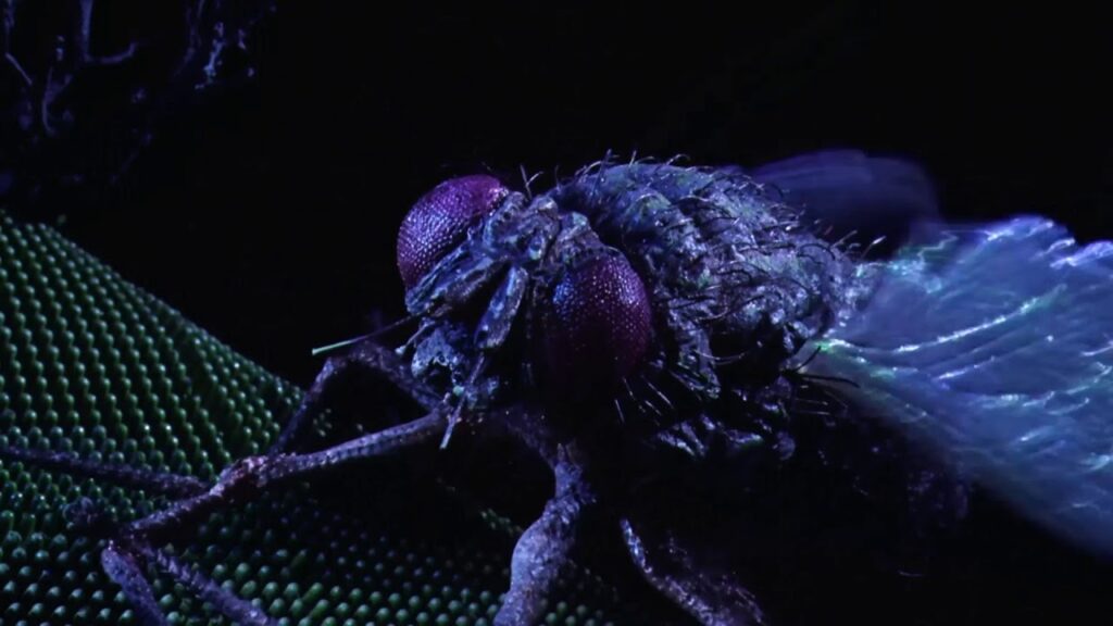 Beetlejuice mosca