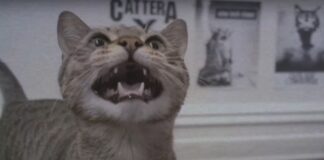 Cattera