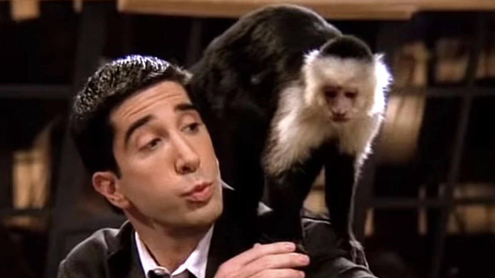 Friends; Scimmie