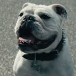the-boys-karl-urban-confirms-butchers-dog-terror-in-season-2-1209461-1280×0-1