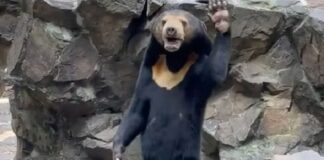 orso