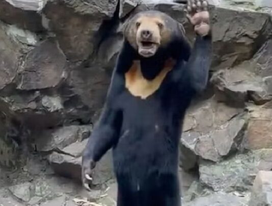 orso