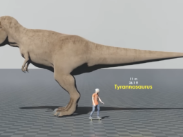 dinosauri