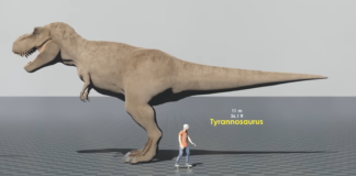 dinosauri