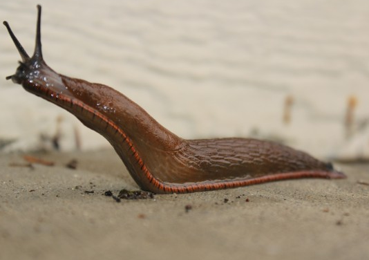 lumaca