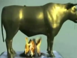 toro