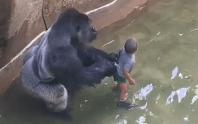 Harambe