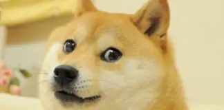 kabosu, doge meme