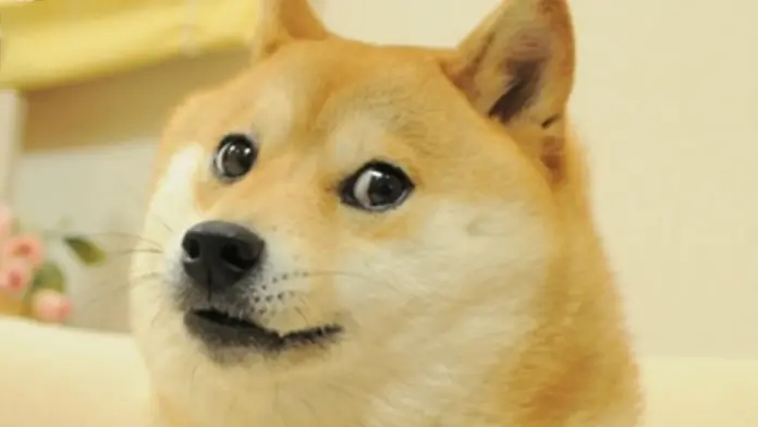 kabosu, doge meme