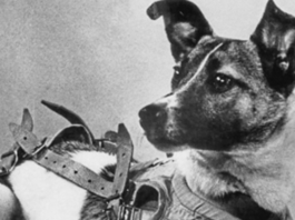 Laika