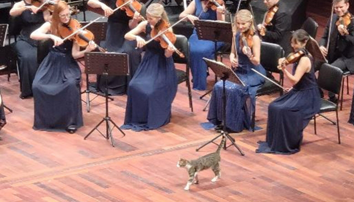 gatto