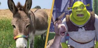 shrek