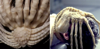 Alien
