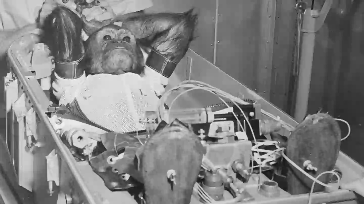 La storia di Ham, il primo scimpanzè ad andare nello spazio