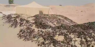 deserto