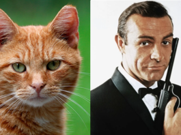 gatti