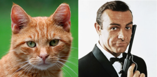 gatti