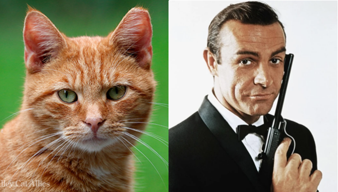 gatti
