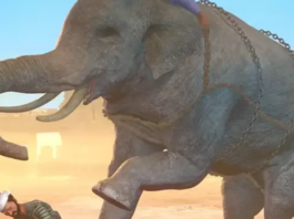 elefante