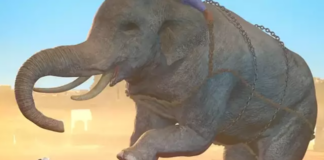 elefante