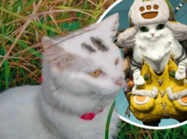 gatto