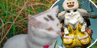 gatto