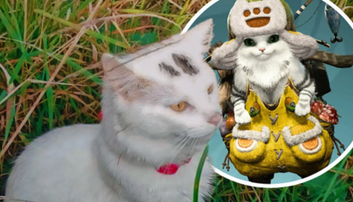 gatto