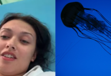 cubomedusa