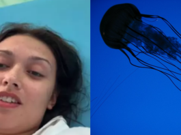 cubomedusa