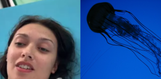 cubomedusa