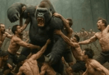 gorilla